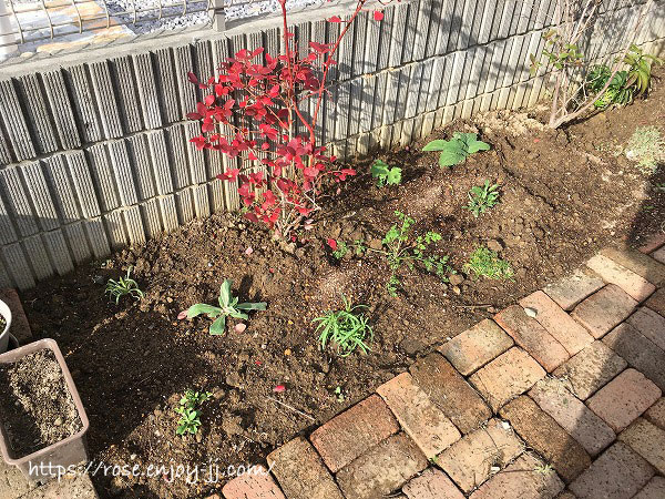 イングリッシュガーデン 苗セット