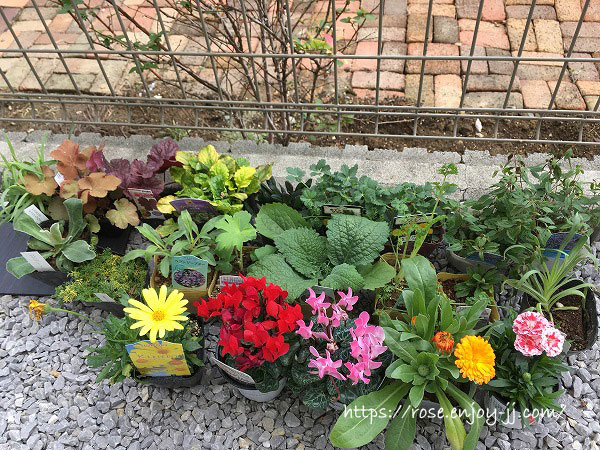 秋の宿根草 花の苗