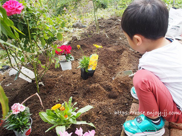 秋の花植え