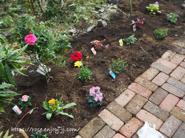 秋の花植え