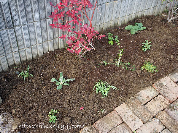 イングリッシュガーデン 苗 セット