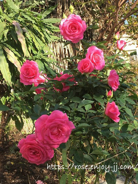 バラ うらら 満開