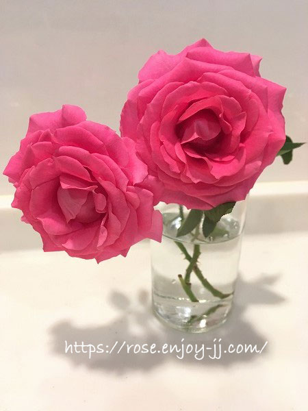 バラ うらら 切り花