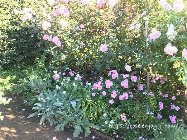 横浜イングリッシュガーデン インパチェンス