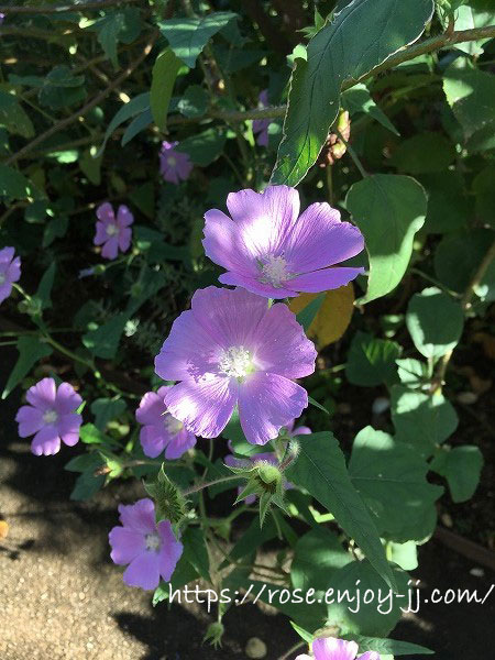 横浜イングリッシュガーデン