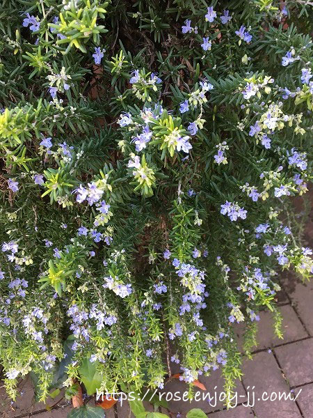 横浜イングリッシュガーデン ハーブ