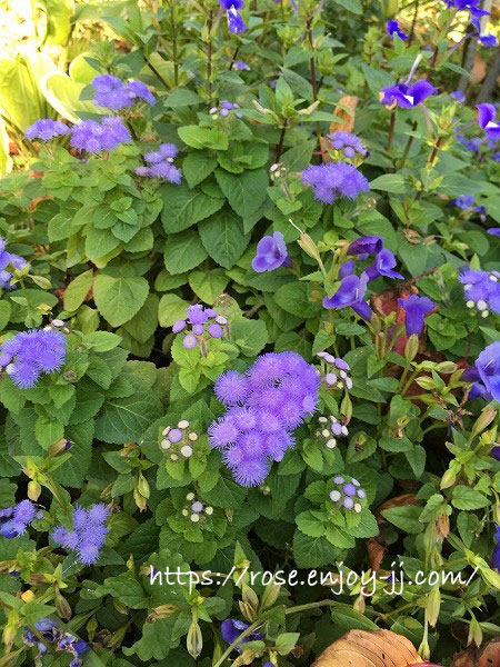 横浜イングリッシュガーデン アゲラタム