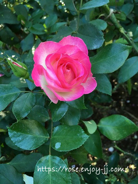 横浜イングリッシュガーデン バラ