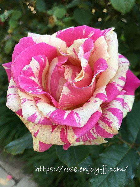 横浜イングリッシュガーデン バラ