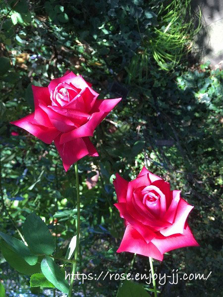 横浜イングリッシュガーデン バラ