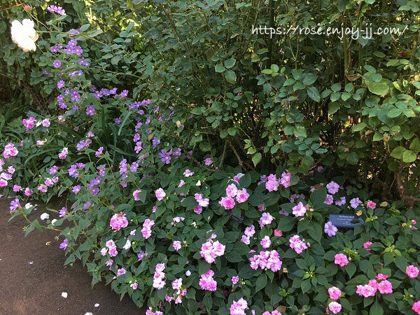 横浜イングリッシュガーデン インパチェンス