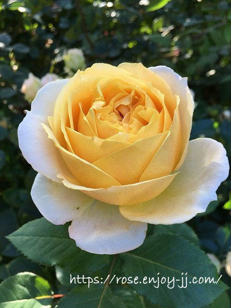 横浜イングリッシュガーデン バラ