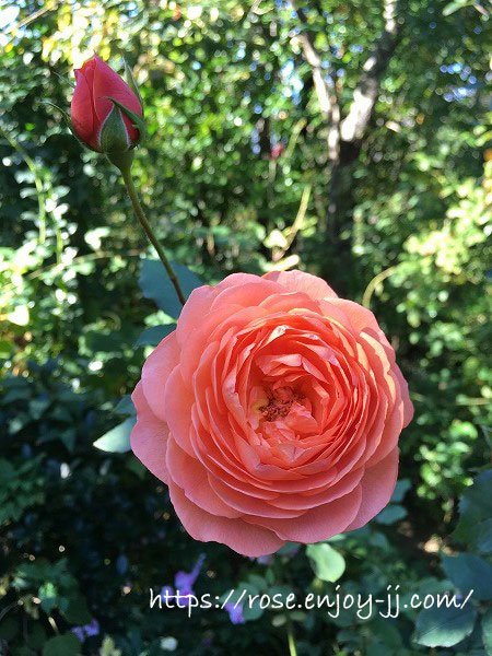 横浜イングリッシュガーデン バラ