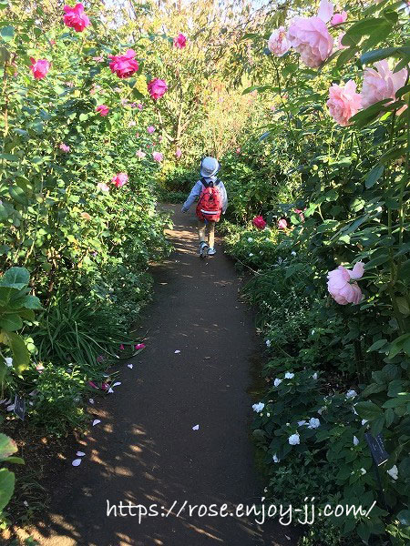 横浜イングリッシュガーデン バラ