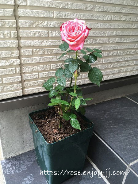 バラ ファンティアル