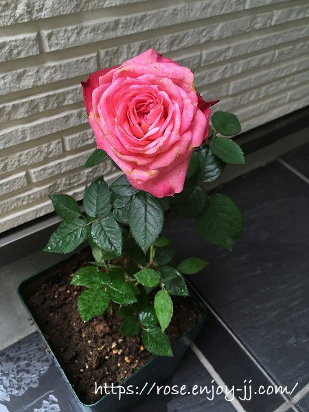 バラ ファンティアル