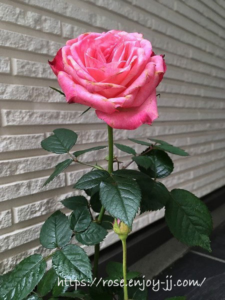 バラ ファンティアル