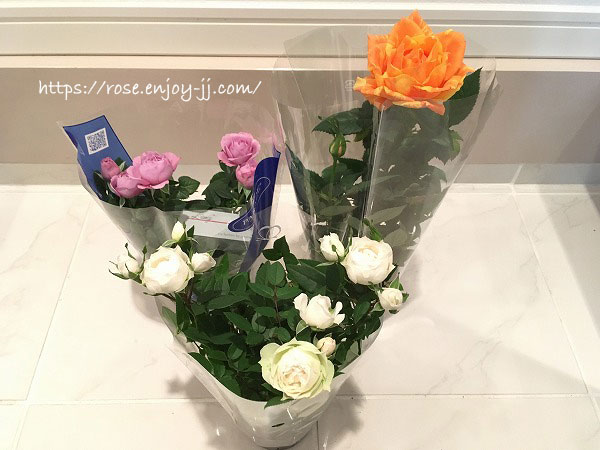 ミニバラ　ラミー　チカコルダナ　マラクジャコルダナ