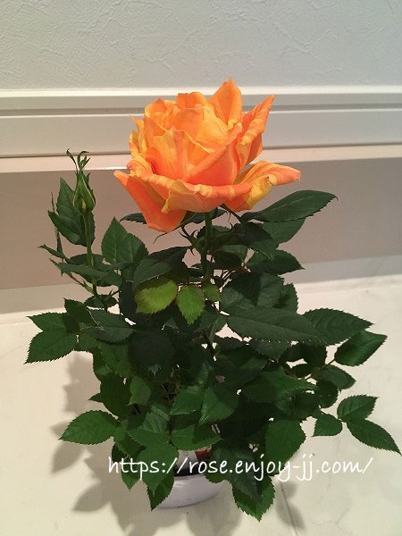 マラクジャコルダナ