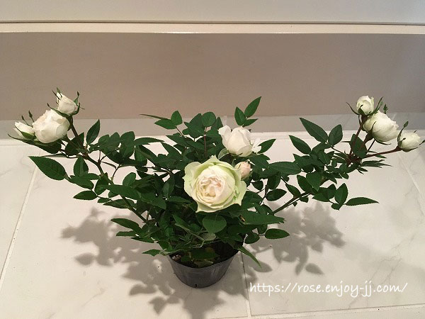 クリーム　チカコルダナ