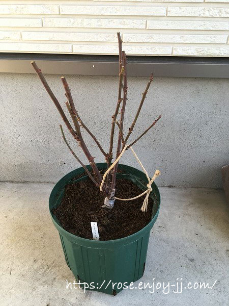 プリティジェシカ