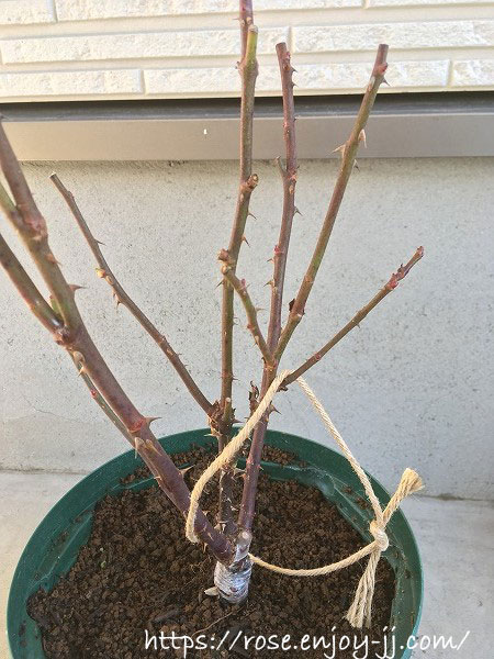 プリティジェシカ