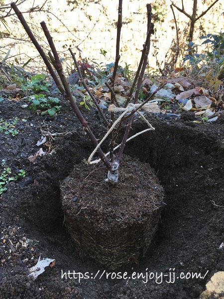 プリティジェシカ