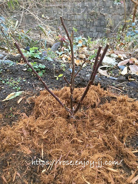 プリティジェシカ