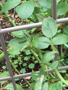 チュウレンジバチ 幼虫