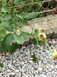 チュウレンジバチ 幼虫