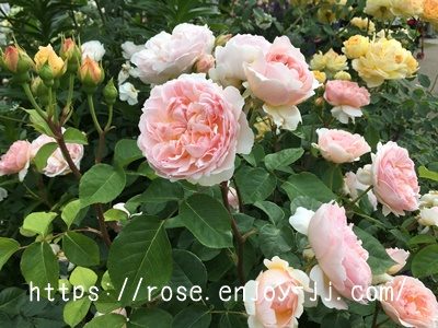 エブリン(エヴリン)