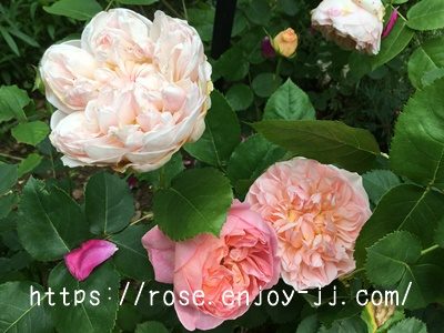 エブリン(エヴリン)