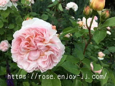 エブリン(エヴリン)