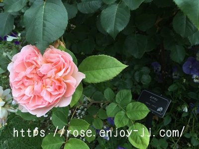 エブリン(エヴリン)