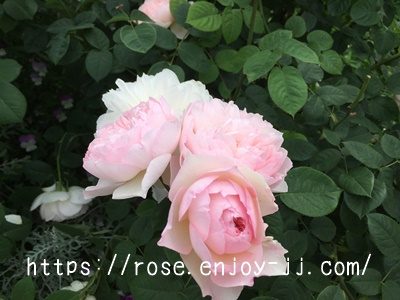 ジェントル ハーマイオニー