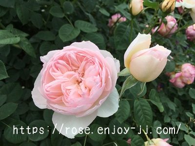 ジェントル ハーマイオニー