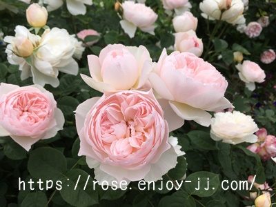 ジェントル ハーマイオニー