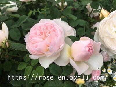 ジェントル ハーマイオニー