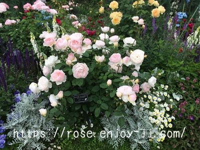 ジェントル ハーマイオニー