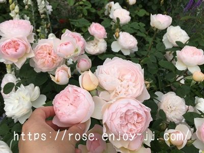 ジェントル ハーマイオニー