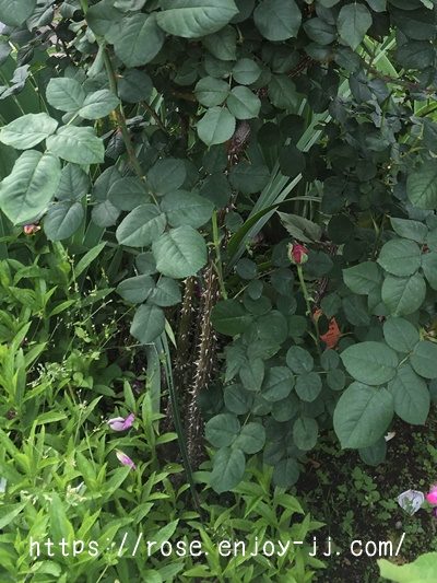 ゴスペルのトゲ