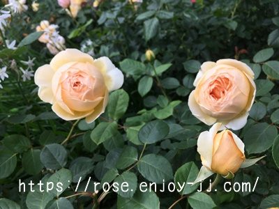 ジュード ジ オブスキュア