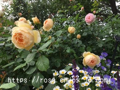 ジュード ジ オブスキュア