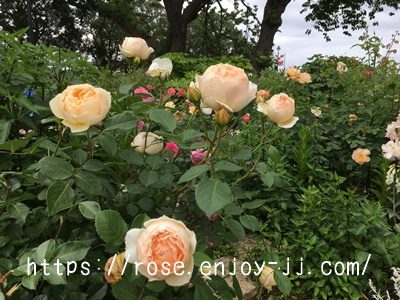 ジュード ジ オブスキュア