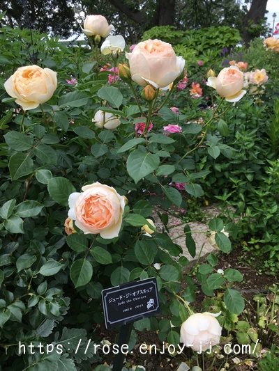 ジュード ジ オブスキュア