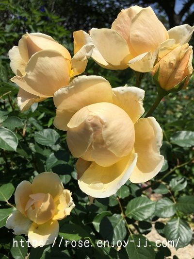 ジュード ジ オブスキュア