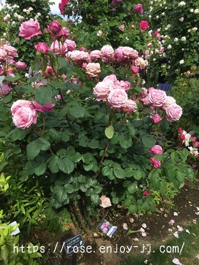 シャンテロゼミサト