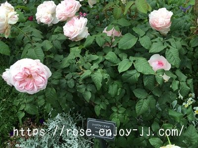 シャリファ アスマ