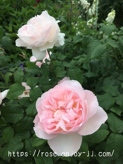 シャリファ アスマ