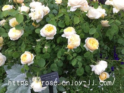 シャーロットオースチン